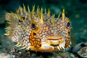 Fish hedgehog - thorny deadly ball Fish hedgehog - thorny deadly ball